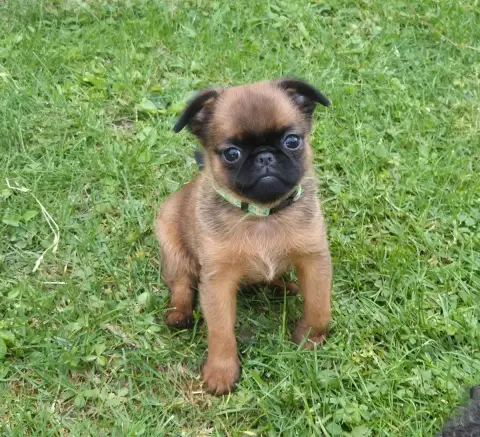 Petit Brabançon  Chiot Mâle De La Générade