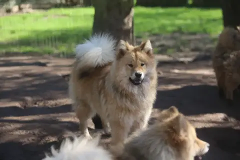 Eurasier  Madame Du Royaume D'Ebène photo 2