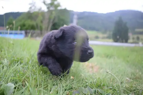 Berger Allemand Poil Long  Chiot N°5 Une Patte De Dia fde8f photo 2