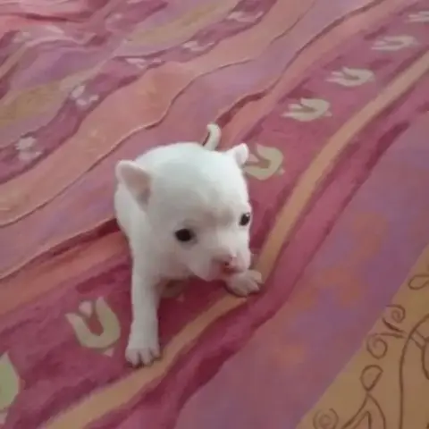 Chihuahua Chiot
