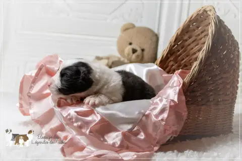 Berger Australien  Chiot N°5 Des Légendes De Maika photo 3
