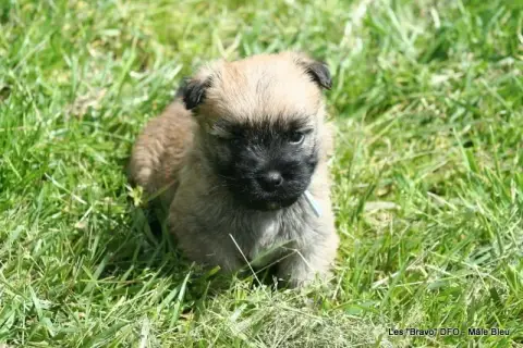 Cairn Terrier photo 2