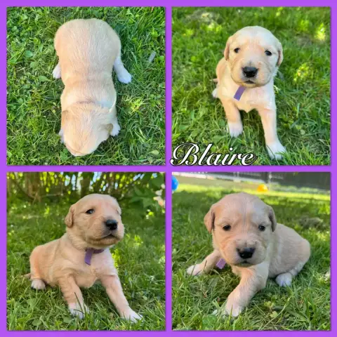Golden Retriever  Blaire Du Domaine Des Belles Aubois b8281