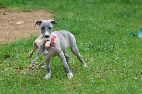 Whippet  Beyoncé Des Brumes De Brocéliande photo 2