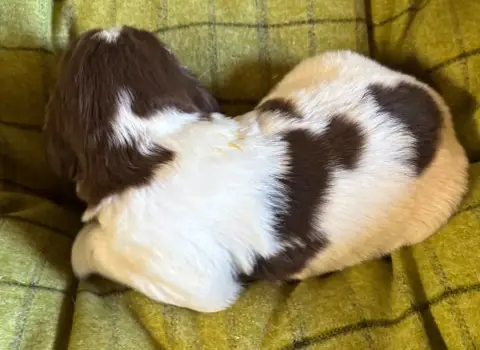 English Springer Spaniel  B.................. Des Eta 0bf8f photo 3