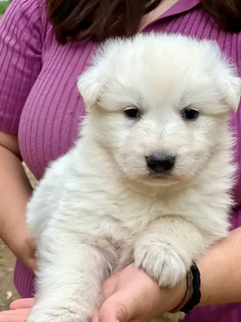 Berger Blanc Suisse  Mâle 4 Of Washita Ahow