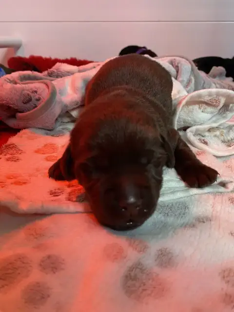 Labrador Retriever  Collier Turquoise(Chocolat) Des T c5737