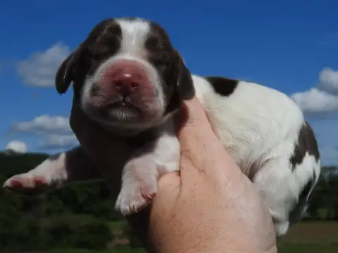 Cocker Spaniel Anglais