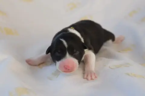 Border Collie
