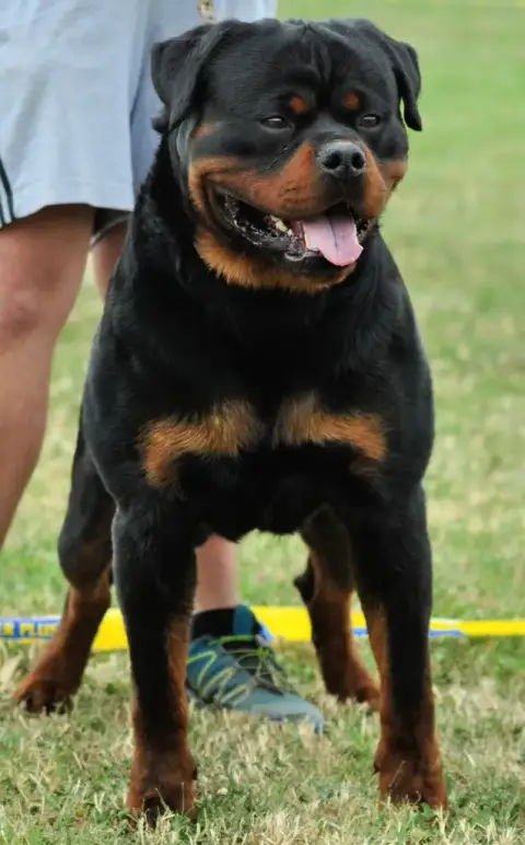 Rottweiler  Chiot N°3 Du Clos De La Citadelle photo 2