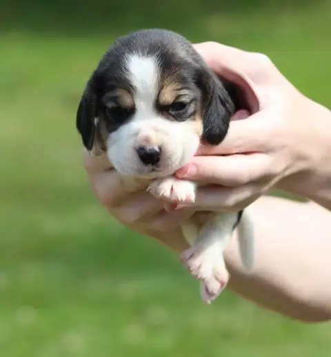 Beagle  Chiot 6 Des Crocs De Heurtevent