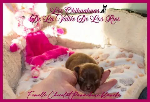 Chihuahua photo 2