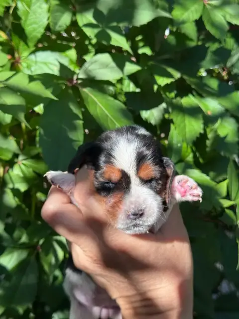 Basset Hound  Bécassine Collier Rose Tricolore Du Ber c9431