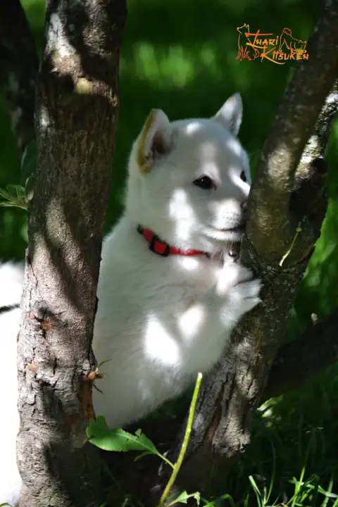 Shiba  Yuri Go Inari Kitsuken photo 3