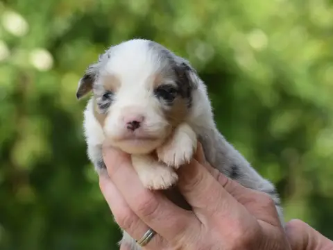 Berger Américain Miniature