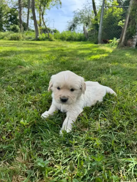Golden Retriever  B...Collier Bleu Des Gardiennes De  808b0 photo 2