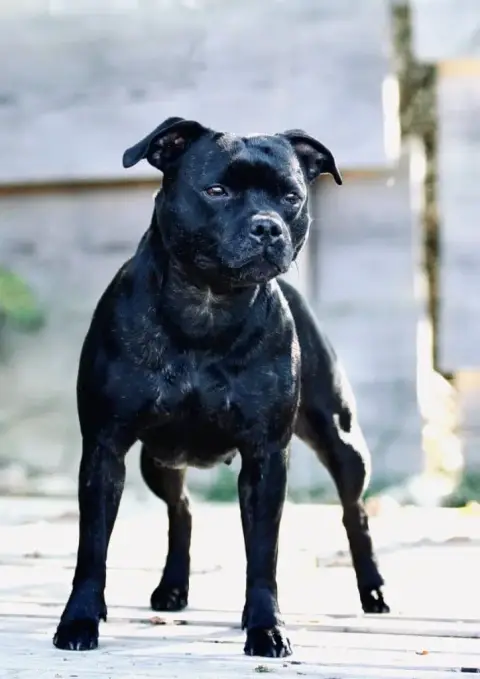 Staffordshire Bull Terrier photo 3