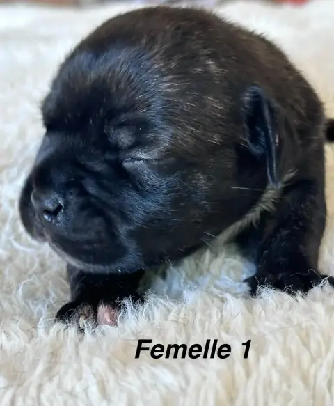 Staffordshire Bull Terrier  Chiot N°3 Du Royaume De B 5c4e2 photo 3