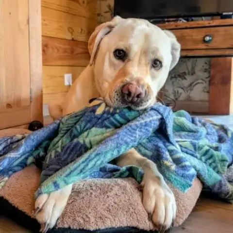 Labrador Sable De