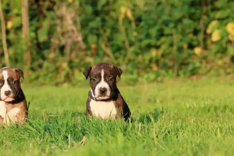 American Staffordshire Terrier  Bold Banshee De Rocks 71272 photo 2