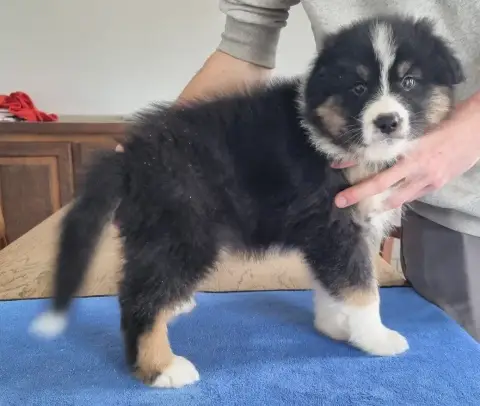 Berger Australien  Chiot N°1 Des Hirondelles Du Voyag cc752