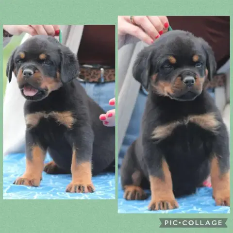 Rottweiler  Chiot 7 Of Legend Mysteria