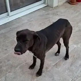 Chien Bounty À L Adoption