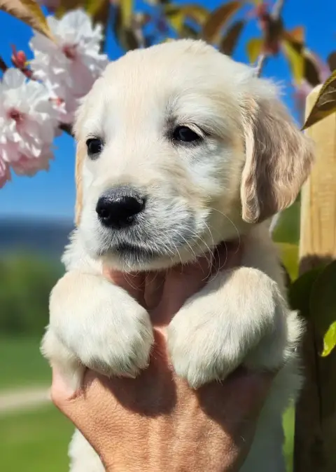 Golden Retriever  Batilda photo 3