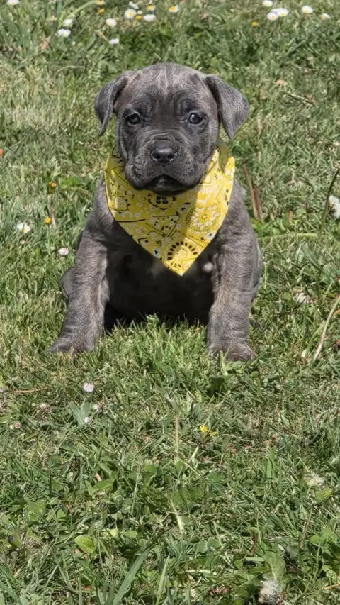 Cane Corso  Chiot N°3 Des Terres Des Forges