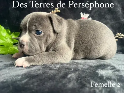 Staffordshire Bull Terrier photo 3