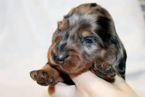 Teckel Poil Long  Chiot N°1 Of Moonlight Blue photo 3