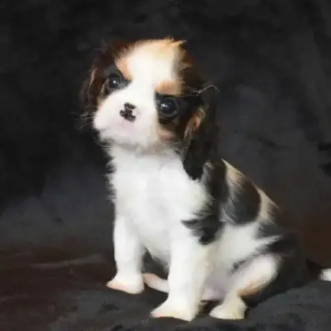 Chiots Cavalier King Charles Lof