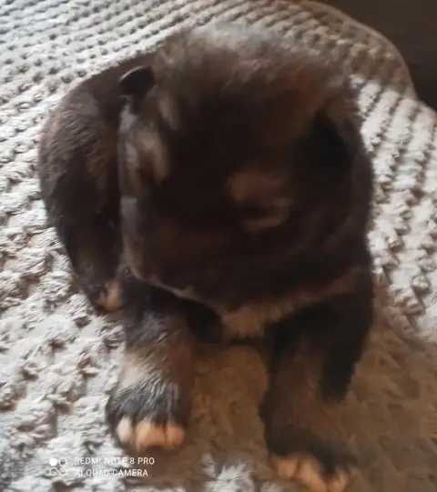 Alaskan Malamute