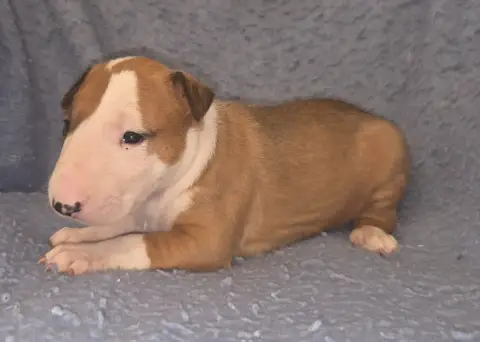Bull Terrier  Chiot 5 By The Wall photo 2