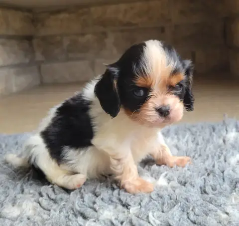 Cavalier King Charles Spaniel photo 3