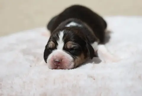 Beagle  Chiot 5 De La Rivière D’Hayley