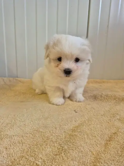 Coton De Tulear  Chiot N°1 Des Terres De Bourguenaill 806aa