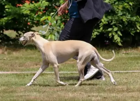 Whippet  Bianca Du Cèdre Enchanté photo 3