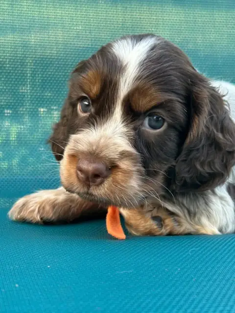 Cocker Spaniel Anglais  Collier Orange De L'Empereur  09a19