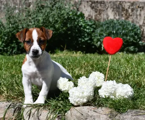 Jack Russell Terrier  Chiot 1 Du Pont Du Riot D'Esnes 6edcd