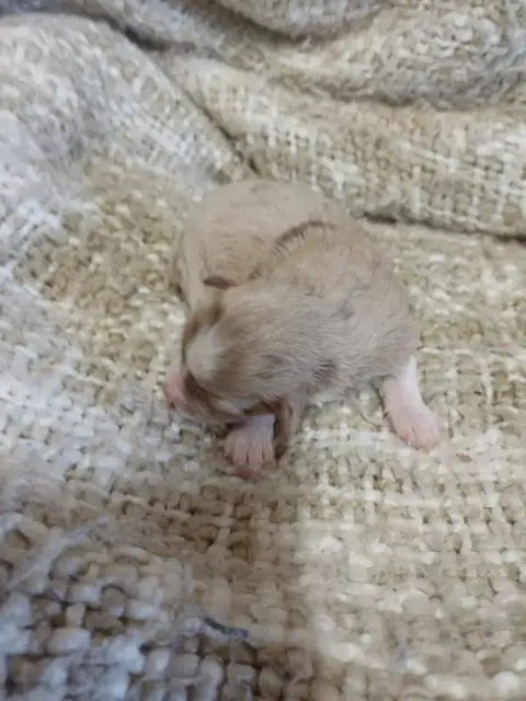 Berger Américain Miniature  Chiot N°5 Du Domaine De L 4dac2