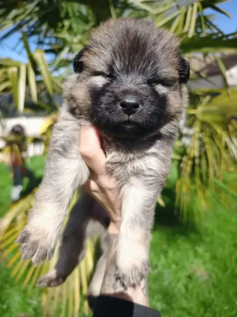 Eurasier  Gris Des Cerberes De Gaïa