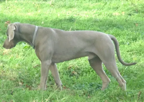 Braque De Weimar  Chiot N°1 Des Meneurs D'Ariege photo 2