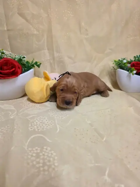Cocker Spaniel Anglais 
                        B.... a8bb2