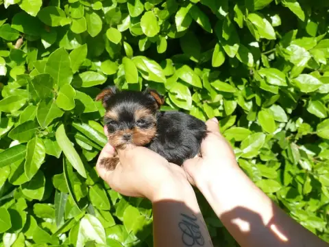 Yorkshire Terrier photo 3