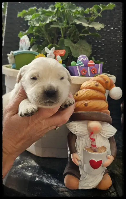 Golden Retriever  Chiot N°2 Du Diamant Des Neiges
