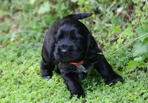 Cocker Spaniel Anglais  Chiot N°4 Du Parfum De Vanill 973a6