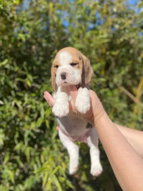 Beagle  Chiot 1 De L'Esprit Du Carbonado