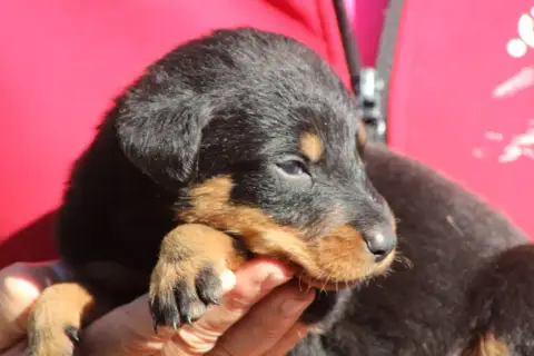 Berger De Beauce  Chiot 4 De Genevayse photo 3