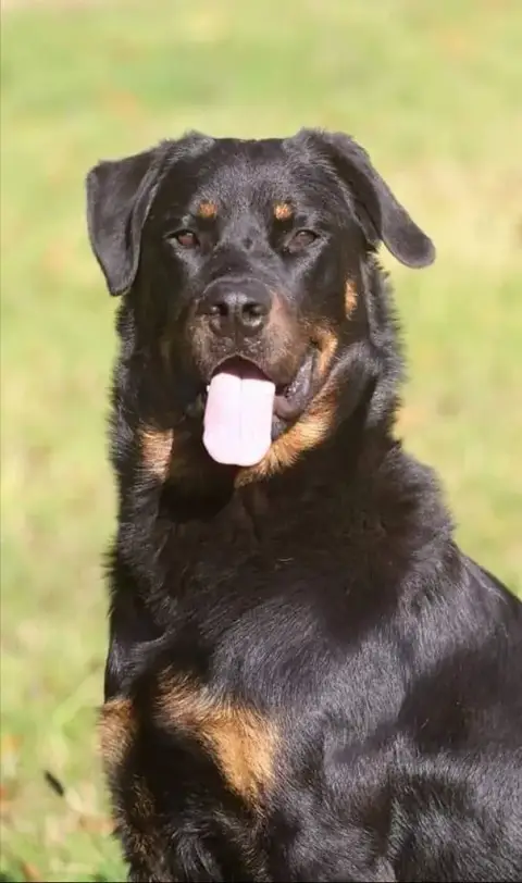 Berger De Beauce  Chiot 4 Du Royaume D'Elsa photo 2